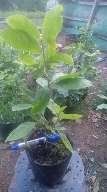 Hoa mai dảo lá gai_cây ghép chuẩn