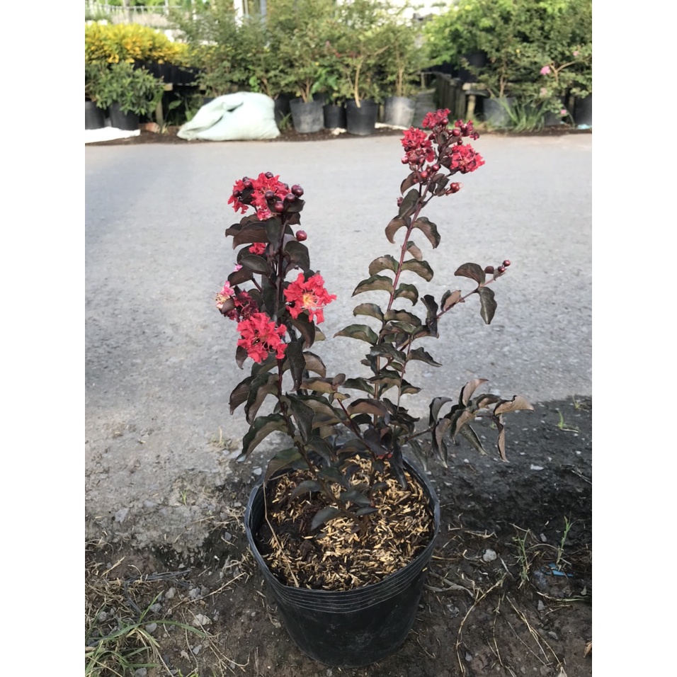 Cây tường vi huyết long - cây cảnh sân vườn