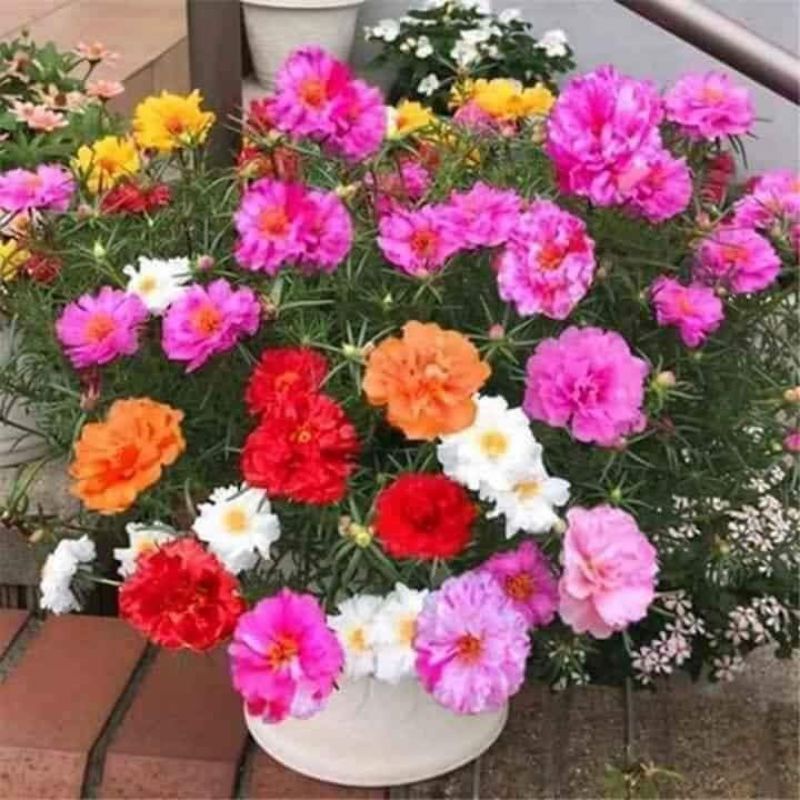 Hạt Giống Hoa Mười Giờ Mỹ  2000 hạt 💖 Sale Sock💖nảy mầm cực đỉnh dễ trồng