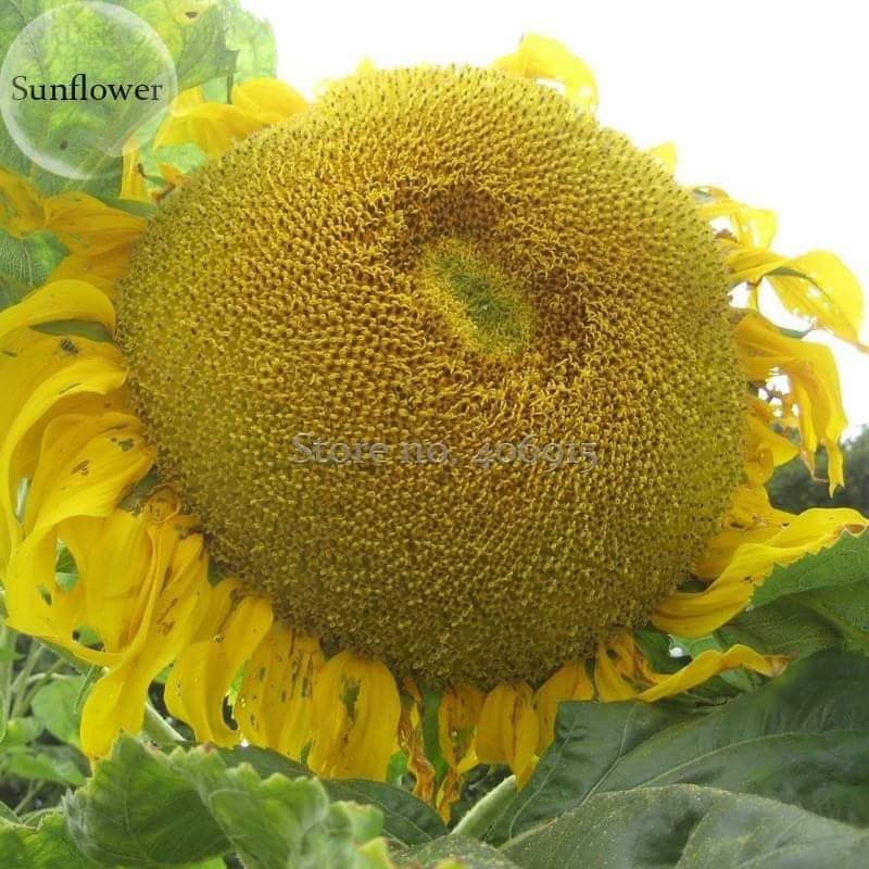 20 hạt giống hướng dương khổng lồ ăn hạt 💥💥 Siêu Nảy Mầm 💥💥 chất lượng cao