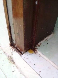 SỈ THUỐC DIỆT KIẾN SINH HỌC