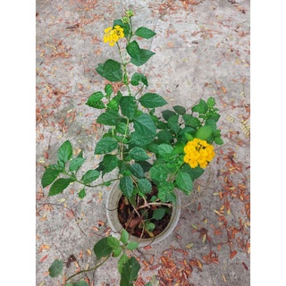 Cây ngũ sắc (tùy chọn màu)
