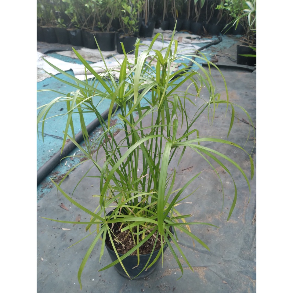 Cây thuỷ trúc thuỷ sinh - cây cảnh thủy sinh