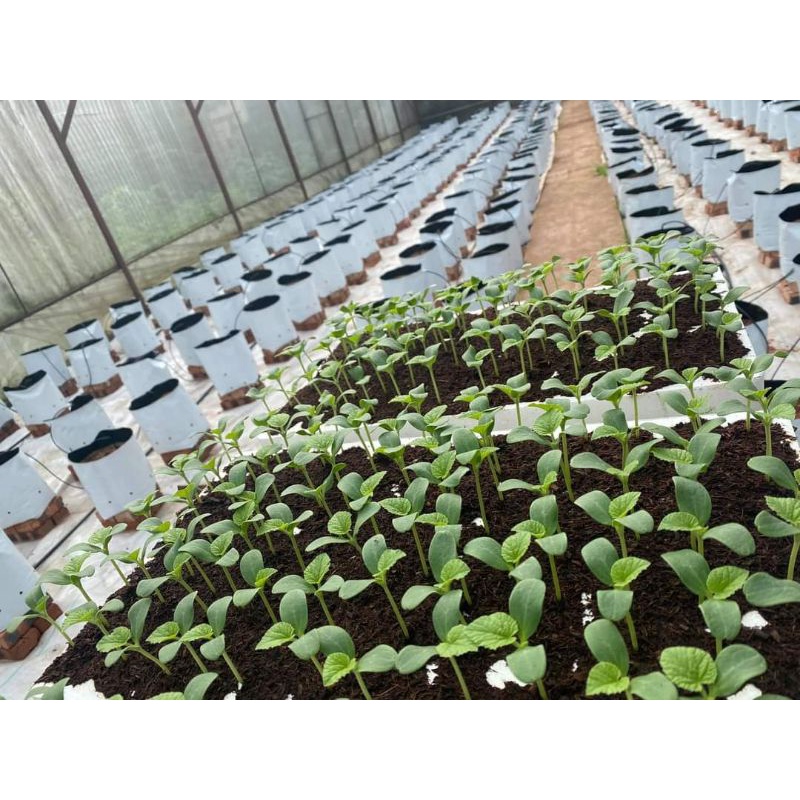 1gr hạt giống dưa lưới 🤗Cực Ngọt,  chất lượng cao
