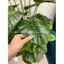 CÂY TRẦU BÀ MẪU MỚI - 1m2 - CÂY GIẢ DECOR