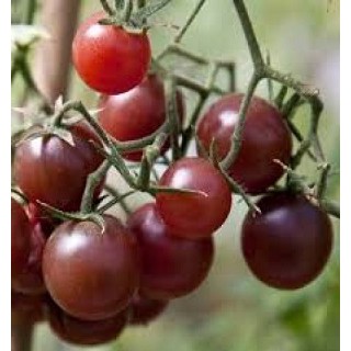 Hạt Giống Cà Chua Socola F1 ❤️❤️ ĂN VỊ DÒN NGỌT❤️ CỰC KỲ NĂNG SUẤT