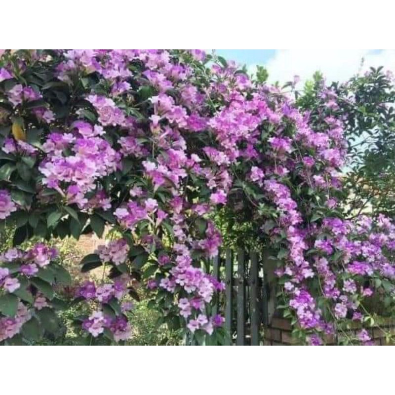 Bầu Giống hoa lan tỏi lâu năm, trồng cực đẹp