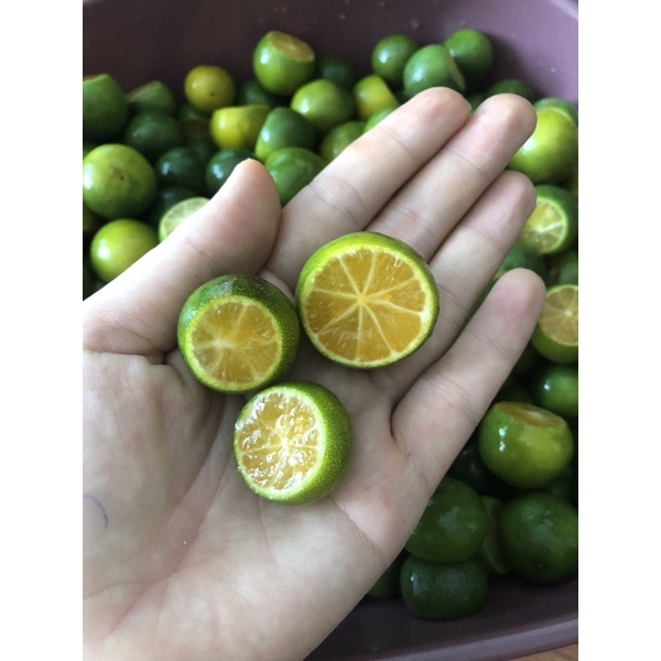 Siro thảo mộc húng chanh