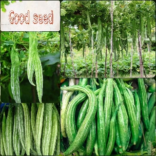 Hạt Giống Mướp Nhật Quả Dài F1, Năng Xuất Cao Sinh Trưởng Cực Khỏe Kháng Bệnh- gói 2 gam