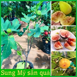 Cây sung mỹ sẵn quả cao 50-70cm cây đẹp sức sống tốt( giống brunsick và Brown turkey) .