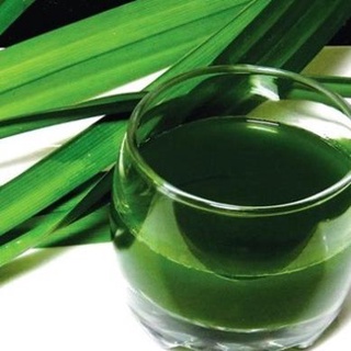 Cây lá dứa nếp thơm đồ xôi, nấu chè bầu 1 cây. .