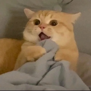phuong_hai21