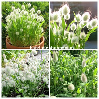 100 Hạt - Hạt Giống Cỏ Đuôi Thỏ Phương Nam
