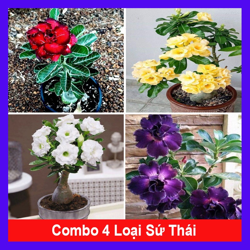 Cây hoa sứ thái kép nhiều màu tùy chọn ( hoa sứ đỏ + hoa sứ vàng + hoa sứ trắng + hoa sứ tím )
