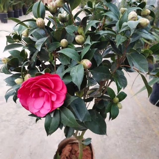 Hoa Trà My - Giá Tốt, Miễn Phí Vận Chuyển, Đủ Loại | Shopee Việt Nam