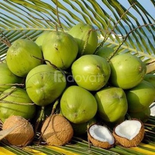 Cây giống dừa xiêm lùn Bến Tre siêu trái nước ngọt 2 năm ra quả ( ảnh thât) .