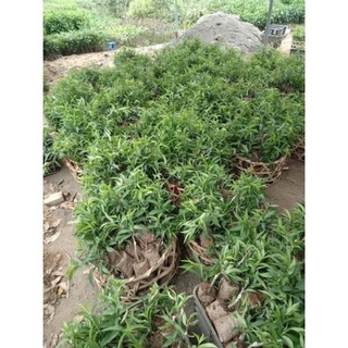 Cây hoa đào giống ghép mắt .