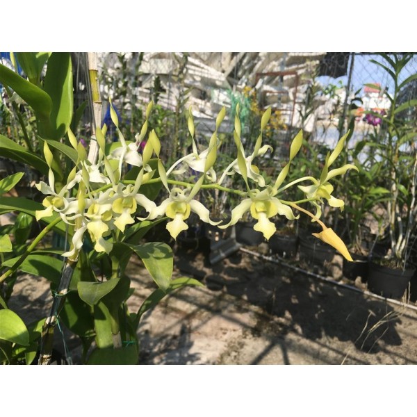 Dendro Nắng Rồng Xanh - Cây tơ sắp hoa | Shopee Việt Nam