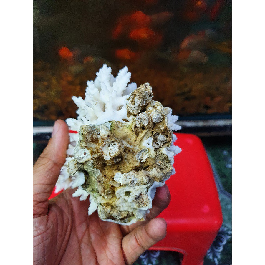BỤI SAN HÔ BÔNG THẬT TRANG TRÍ HỒ CÁ NON BỘ 150g 200g