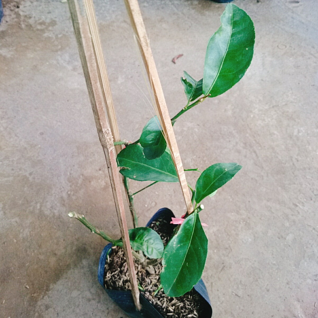 Cây chanh tứ quý cao 40-50 cm