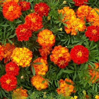 HẠT GIỐNG HOA VẠN THỌ PHÁP MIX MÀU TUỔI THỌ HOA CAO DỄ TRỒNG 50 HẠT