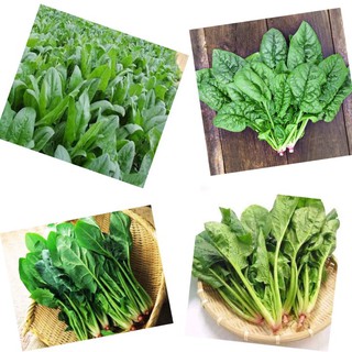 Gói 20 Gam Hạt Giống Cải Bó Xôi Chịu Nhiệt F1