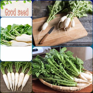 🍀HẠT GIỐNG CỦ CẢI ĂN LÁ, MUỐI DƯA🍀 NĂNG XUẤT CAO CHỐNG CHỊU SÂU BỆNH