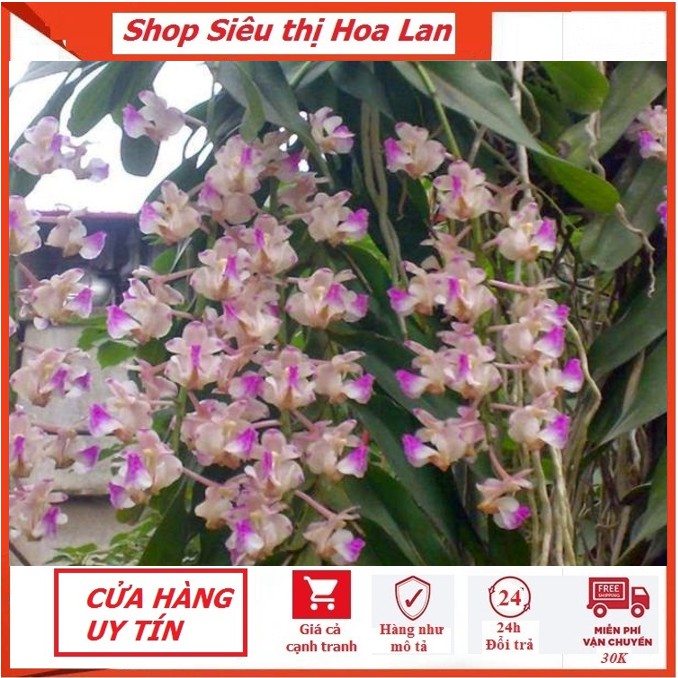 Giá Hoa Lan Tam Bảo Sắc: Thông Tin Chi Tiết và Hấp Dẫn
