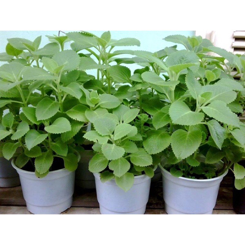 Chậu cây tần dày lá húng chanh vườn nhà trồng tươi sạch và an toàn
