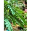 Cây trầu bà cung đàn - Cây cảnh trong nhà