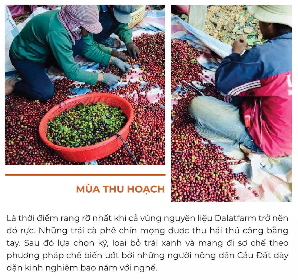 Mô tả Cà Phê Arabica Cầu Đất Dalat Farm - Túi 250Gr (Dạng hạt) - 3
