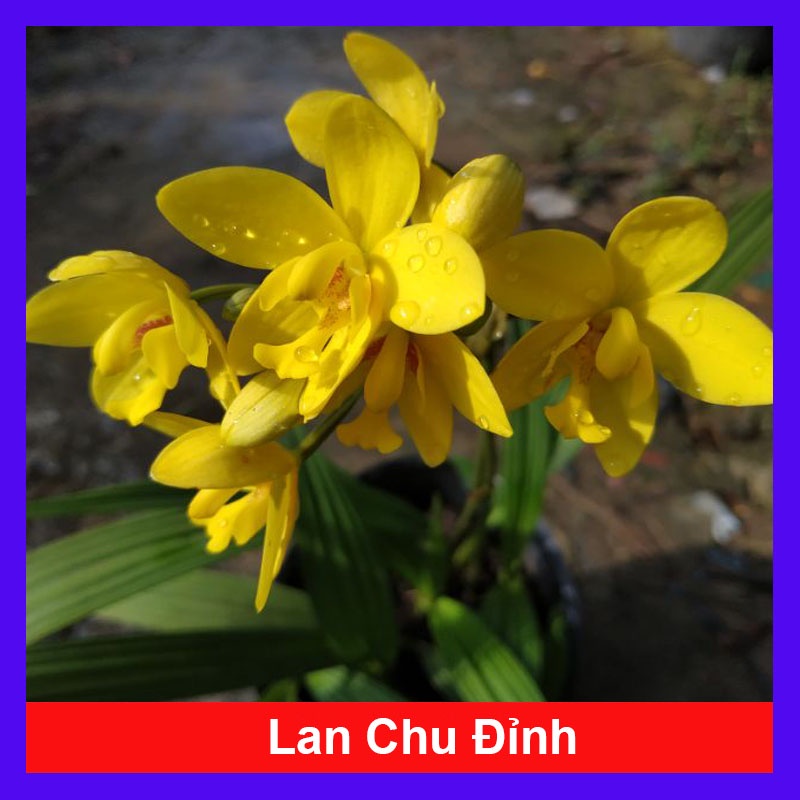 Cây lan chu đỉnh vàng ( địa lan hoa vàng ) - cây cảnh để bàn