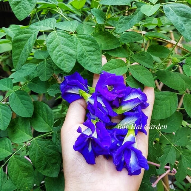 Cây hoa đậu biếc lớn, khỏe mạnh, siêng hoa- Cây hoa gia vị- Cây hoa ban công chịu nắng