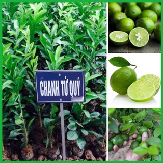 Cây chanh tứ quý ra quả quanh năm cao 60-90 cm .