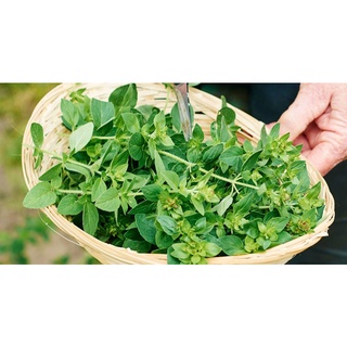 Lá Oregano (Kinh Giới Tây) Sấy Khô- Dùng Làm Bánh Pizza 50gr/100gr