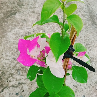 Cây Hoa Giấy 2 Màu - hoa giấy Cao Bồi - cây cảnh để bàn