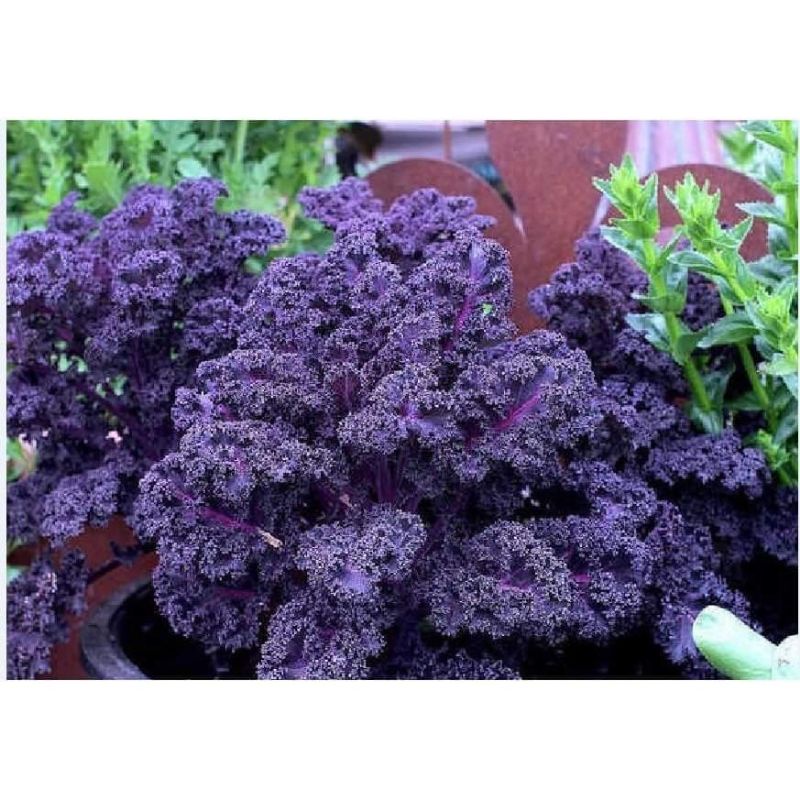 Hạt Giống Cải Kale Màu Tím f1 Mỹ💥SALE LỚN💥 nảy mầm cực đỉnh