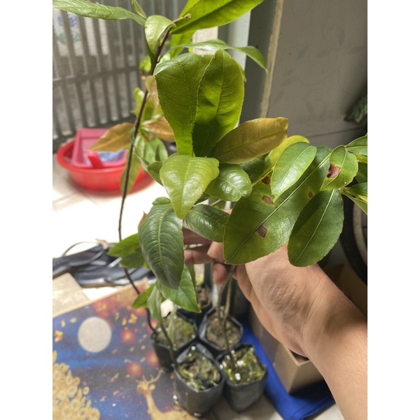 Cây mai Quảng Hương Mộc mai đọt đỏ và đọt xanh_cây nguyên bản