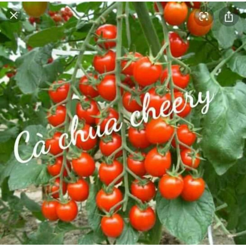 30 hạt giống cà chua cherry đỏ f1 nhập khẩu 💥💥 Chuổi Dài, quả mọng đỏ💥💥 ngon ngọt rất dễ trồng
