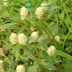 Nở ngày đất khô thượng hạng JINDO 1kg