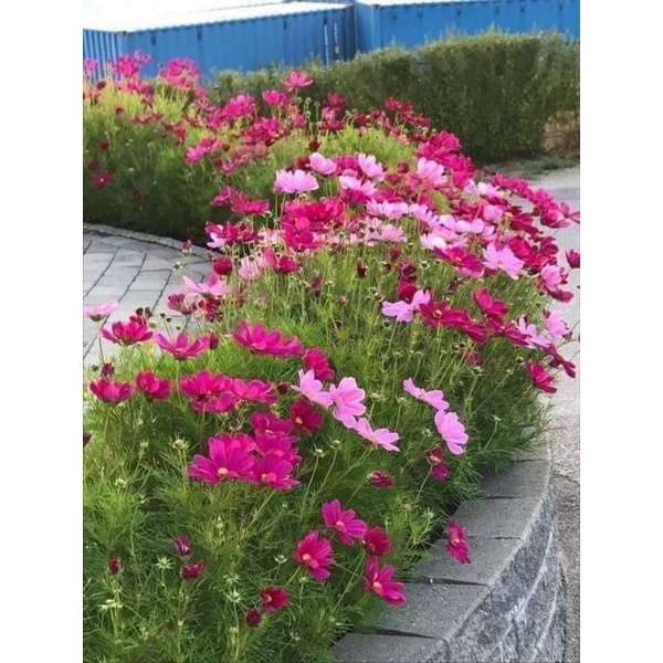 💥💥 1 lạng hạt giống  hoa sao nhái cb ❤️ Sale Lớn❤️ siêu xinh xắn