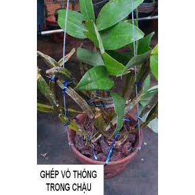 Vỏ Thông Newzita Giá Thể Trồng Lan (Đã Qua Xử Lý) 500gr