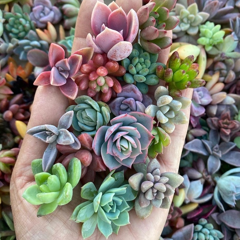 Combo 5 Cây Sen Đá vỉ ngẫu nhiên | Combo sen đá mini | Shopee Việt Nam