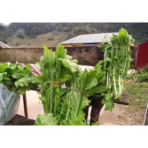 Hạt Giống Rau Cải Mèo🌱 Đặc Sản Vùng Cao, Ăn Ngon Rất Dễ Trồng