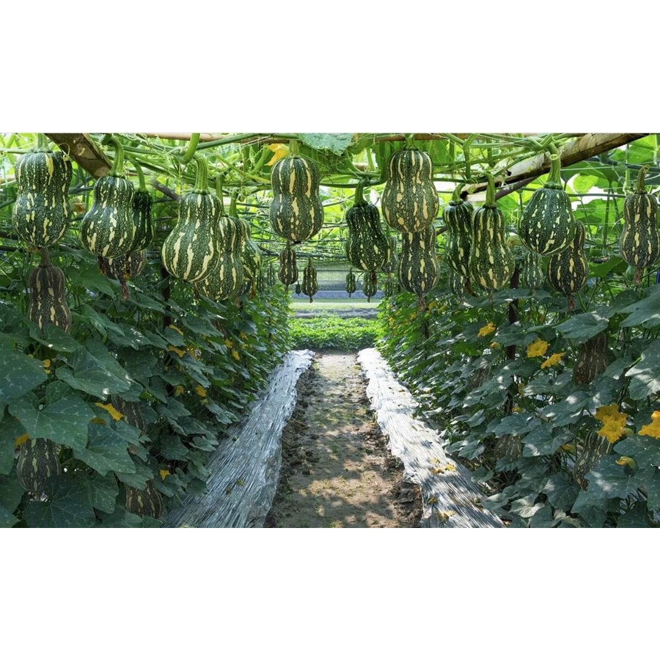 Hạt Giống Bí Đỏ Hạt Đậu f1 🤗 Chuẩn Xịn 🤗 Siêu Quả Cực Kỳ Năng Suất