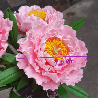 KHUÔN CẮT  LÀM HOA MẪU ĐƠN ĐẠI