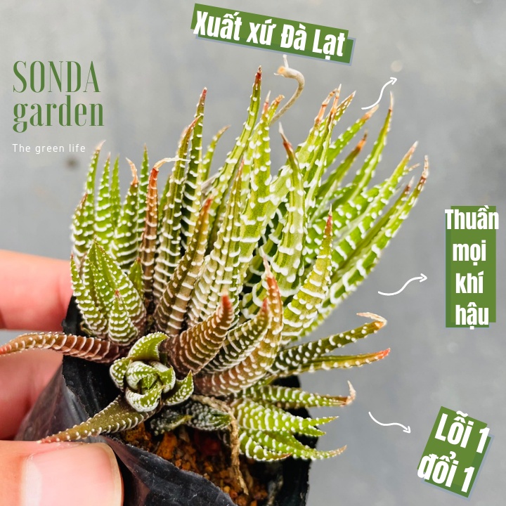 Sen đá móng rồng var SONDA GARDEN size bé 5-7cm, cây cảnh trang trí nhà ...