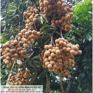 Cây Giống Nhãn Muộn Hưng Yên .