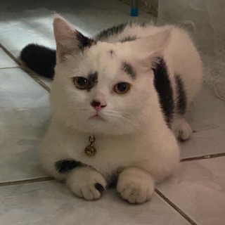_lthathanh