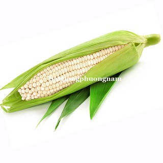 20 Gr - Hạt Giống Bắp Nếp Nù Phương Nam